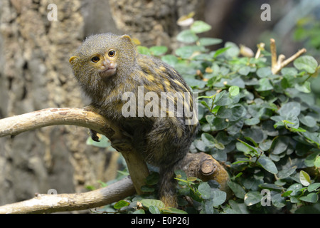 Pygmy marmoset (Cebuella pygmaea) is a small New World monkey native to rainforests. Stock Photo