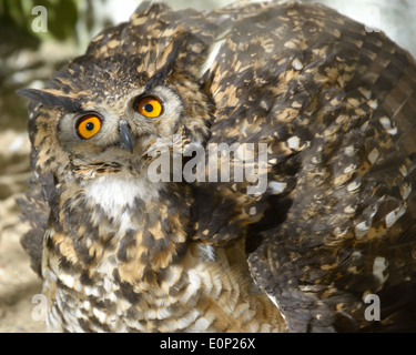 Cape Eagle-Owl (Bubo capensis) is a species of owl in the Strigidae family. Stock Photo