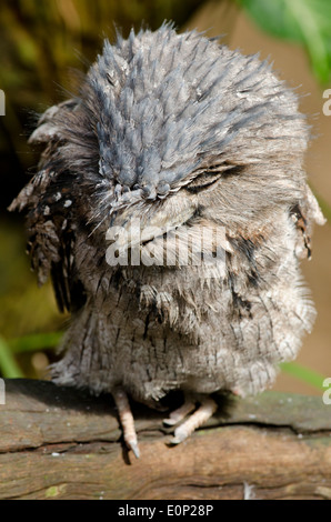 Australia, Queensland, Port Douglas. Wildlife Habitat Zoo. Tawny frogmouth (CAPTIVE: Podargus strigoides) Stock Photo