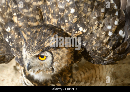 Cape Eagle-Owl (Bubo capensis) is a species of owl in the Strigidae family. Stock Photo