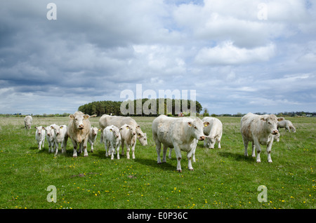 Charolais cattle herd at a green field in springtime Stock Photo