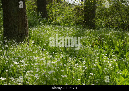White flowers, grassleaves starwort, in a shiny forest glade Stock Photo