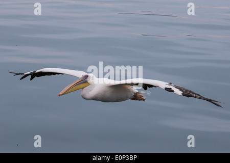 Great White Pelican flying over water Stock Photo