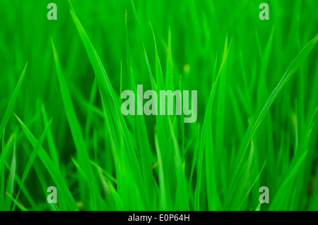 Green and Fresh Paddy in a Sunny Day Stock Photo