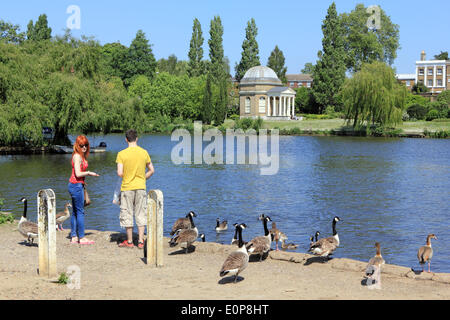 Hurst Park, Molesey, England, UK. 18th May 2014. It was sunny day across the UK with temperates reaching 24 degrees celsius making it the hottest day of the year. Here on the banks of the Thames a young couple feed the geese across the river from Garrick's Temple at Hampton. Credit:  Julia Gavin/Alamy Live News Stock Photo