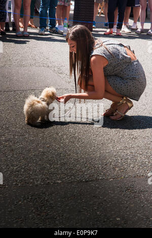 Primrose Hill, London, May 18th 2014. Katie Shemesh and her 'Malitpoo' Smootie perform their tricks at the Primrose Hill Fair dog show. Credit:  Paul Davey/Alamy Live News Stock Photo