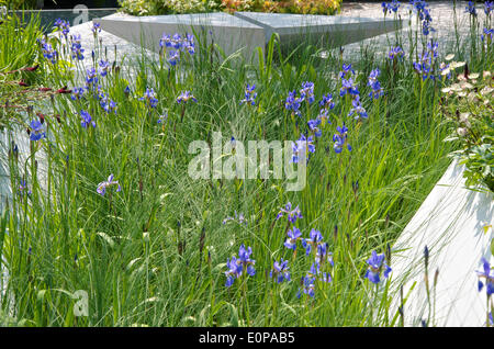View of Iris and seating area in the The RBC Waterscape Garden at RHS Chelsea Flower Show. The garden designed by Hugo Bugg and sponsored by the Royal Bank of Canada, shows how water can be used in a sustainable way. The garden was awarded a gold medal. Stock Photo