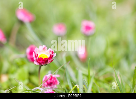 Pink daisy flowers grow between green grass in the garden Stock Photo