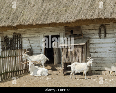 Typical old style Polish farmstead with thatched barn and three goats Stock Photo