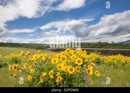 Arrowleaf Balsamroot Wildflowers Blooming in Spring Season at Rowena Crest Along Columbia River Gorge Oregon Stock Photo