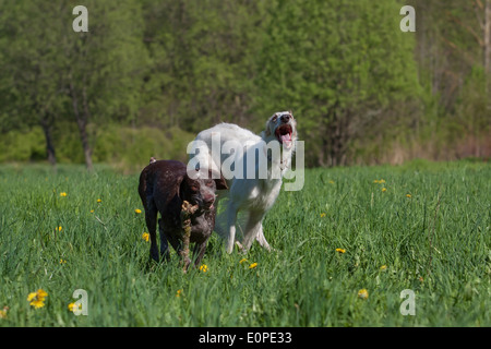 Russian Wolfhound And German Shorthaired Pointer Kurzhaar Having