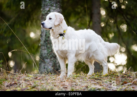 Standing Golden Retriever in the forest. Stock Photo