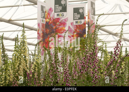 London UK. 18th May 2014.  The prestigious annual Royal Horticultural Chelsea Flower Show features hundreds of stands and exhibition gardens is open to the general public on may 20th. Stock Photo