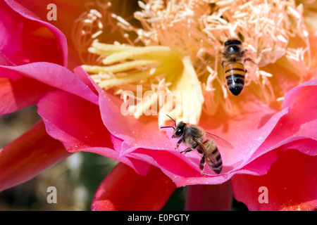 Honeybees Pollinating a Trichocereus Cactus Flower Stock Photo