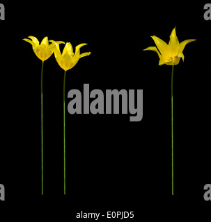 Yellow tulips with long tall stems in sunshine, isolated on black, for decor, margin, backdrop or background. Stock Photo