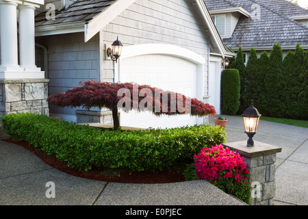 Horizontal photo of blooming Japanese maple tree in front of home exterior during late spring season evening Stock Photo