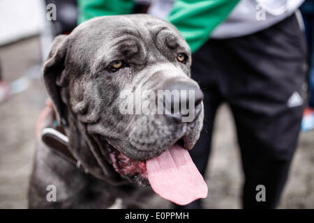 A dog owner takes a selfie with his pet at home plate as part of the Bark  in the Park promotion following a baseball game between the Seattle  Mariners and the Chicago