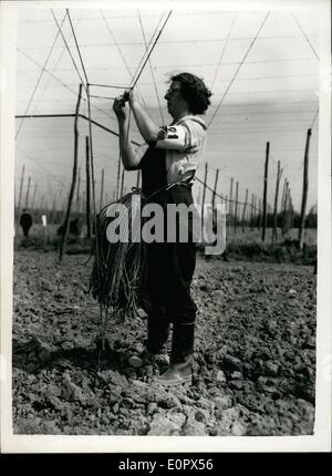 Apr. 04, 1957 - Annual Hop Stringing Competition in Kent! The Annual Hop Stringing Competition was held this afternoon at Hertsfield Farm, Marden, Kent - organised by the Weald of Kent Ploughing Match Association... Fifty competitors take part - and the contest is like a gigantic ''Knitting'' contest carried out with miles of string and ''needles'' in the form of 10 ft. long poles... Keystone Photo Shows: Mrs. Rose Martin seen ''binding'' the strings during the competition today. Stock Photo