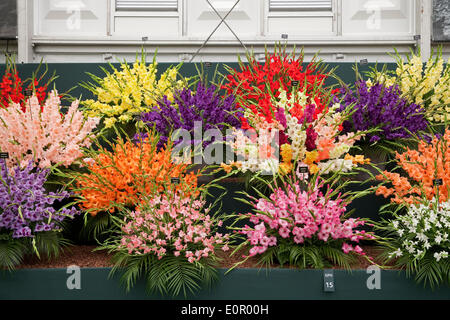 Chelsea, London, UK. 19th May 2014. Gladioli on display in a marquee at RHS Chelsea Flower Show 2014 Credit:  Keith Larby/Alamy Live News Stock Photo