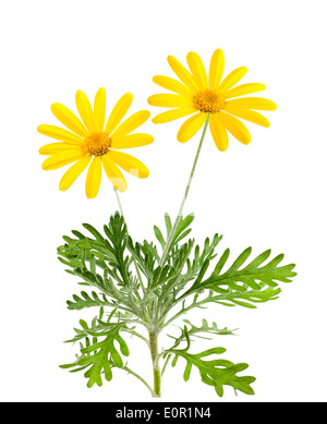 Yellow daisies flowers isolated on white background Stock Photo