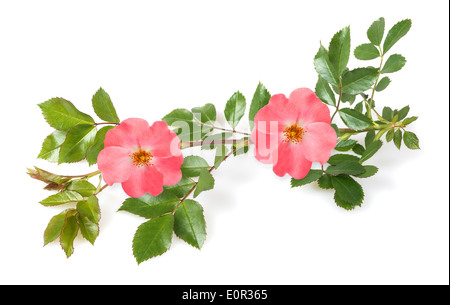 Dog rose branch isolated on white background Stock Photo