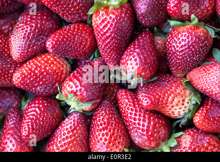 Close-up view of ripe strawberries from Palos de la Frontera, Huelva (Spain) Stock Photo