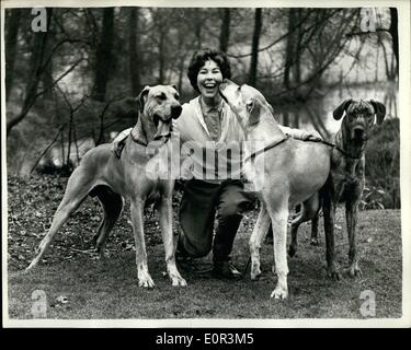 Jan. 01, 1958 - They are competitors at Crufts.. Great Danes for world's greatest dog show. It's a kiss on the cheek for Julie Prentis of Waltham Abbey, from one of the three Great Danes she is showing at Cruft's next week.. They are ''Lyndsey of Ridgedain''; ''Susan of Ridgedain'' and ''Squire of Ridgedain' Stock Photo