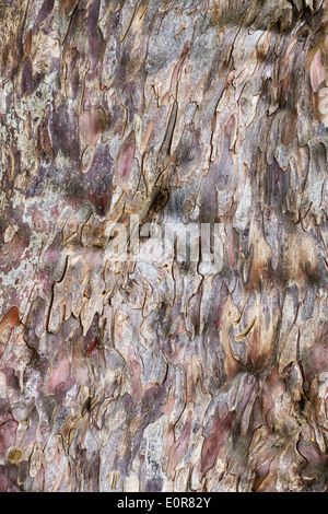 The bark of the 5000 year old yew tree (taxus baccata) in the churchyard at Discoed, Powys, UK Stock Photo