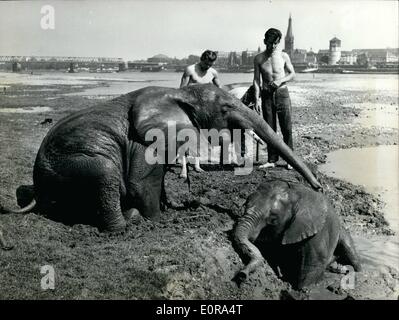 Sep. 09, 1958 - Like at home at the river Ganges.: The elephant Assam and his friend Laila had a bath in the river Rhine. They belong to the ensemble of the Circus Krone, performing at present in Duesseldorf. Stock Photo