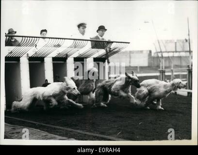 Nov. 11, 1958 - Afghan Hound trials at New Cross Stadium: Afgahn Hounds owned by Mrs Jean Briggs were to be seen being ''schooled'' at New Cross Stadium this morning behind the electric hare. Mrs Briggs has been given permission to train the dogs at New Cross. They are in the early stages of training and there is no possibilitu of them racing agianst Greyhounds or competing in a Greyhound meeting. They could ater chased the dummy hare and they may be used in a ''Cavaclade of Speed'' demonstration. Photo shows some of the Afghan Hounds leave the boxes at start of their trials this morning. Stock Photo