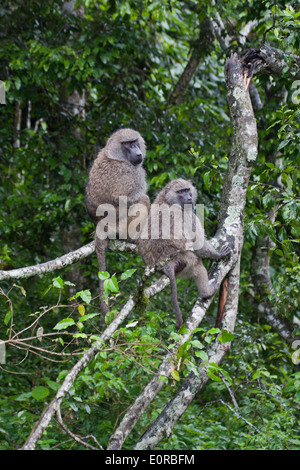 Olive baboon (Papio anubis). Photographed in Tanzania