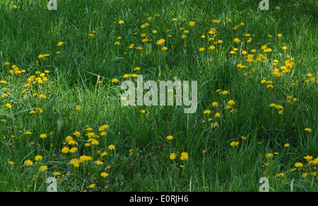 View of beauty dandelion (Tarataxum officinale) blooming meadow in the park Stock Photo