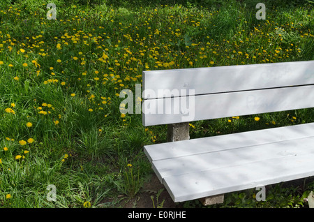 View of beauty dandelion (Tarataxum officinale) blooming meadow with wooden bench in the park Stock Photo