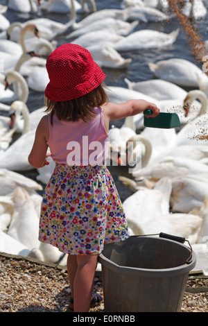 Young girl with bucket and scoop feeding the mute swans, Cygnus olor, at Abbotsbury Swannery, Dorset, England UK in May Stock Photo