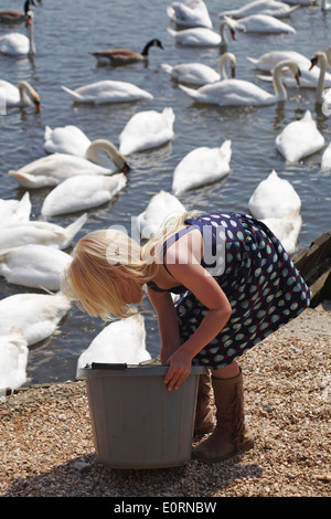 Young girl with bucket and scoop feeding the mute swans, Cygnus olor, at Abbotsbury Swannery, Dorset, England UK in May Stock Photo