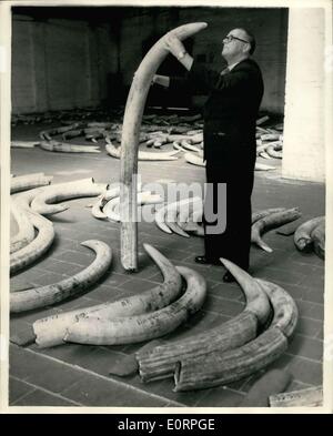 Apr. 19, 1960 - Preparing for ivory auction: Ivory to the value of about 0,000 is in the port of London authority's warehouse at st. Catherine's dook, in readiness for next week's suction. photo shows Mr. Alfred Yates, seen examining a giant tusk at the warehouse today. Mr. Yates has been an ivory examiner for ever 40years at the dock. Stock Photo