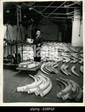 Apr. 19, 1960 - Preparing for ivory auction: Ivory to the value of about 0,000 is in the port of London authority's warehouse at st. Catherine's dook, in readiness for next week's suction. photo shows Mr. Alfred Yates, who has been an ivory examiner at the dock for over 40 years, seen weighing some of the tusks this morning. Stock Photo