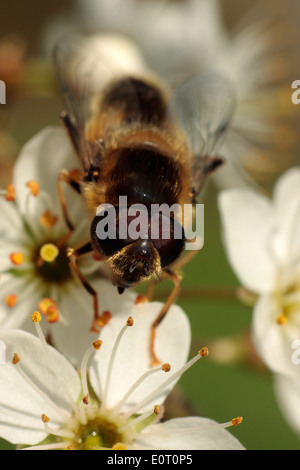 Drone-fly Stock Photo