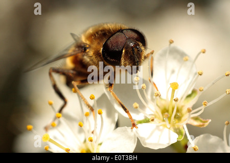 Drone-fly Stock Photo