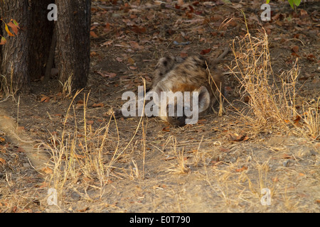 Young Spotted Hyena (Crocuta crocuta) resting, Kruger National Park, South Africa Stock Photo