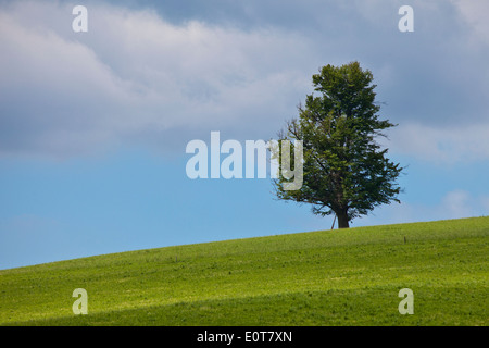 Ein einzelner Baum auf einer Wiese - Tree on a meadow Stock Photo