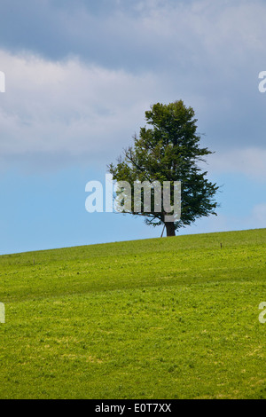 Ein einzelner Baum auf einer Wiese - Tree on a meadow Stock Photo