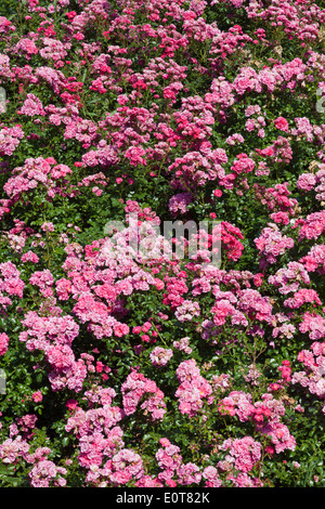 Rosafarbene Rosen - blooming roses Stock Photo