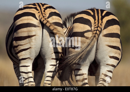 Two bottoms Burchell's Zebra (Equus quagga burchelli) seen from behind, Kruger National Park, South Africa Stock Photo