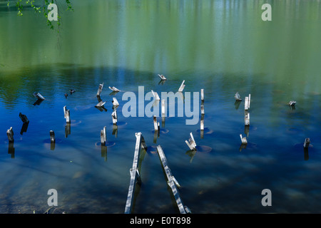 Remains of the destroyed wooden pier in a pond of old park Stock Photo