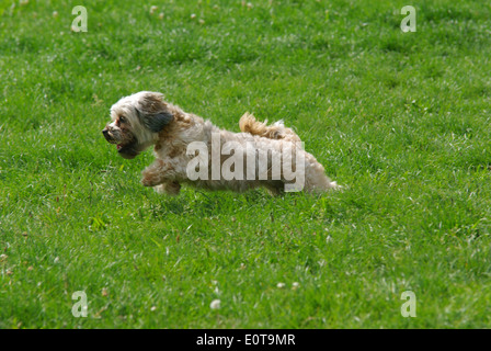 Lovely bichon dog running on the grass. Stock Photo