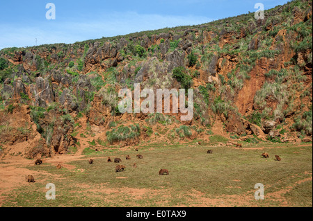 Large group of Eurasian brown bears in enclosure at the Cabarceno Natural Park, Penagos, Cantabria, Spain Stock Photo