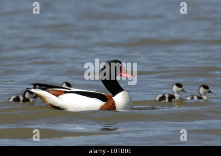 shelduck (Tadorna tadorna), with a chicks in Pont de Gau natural Reserve Stock Photo