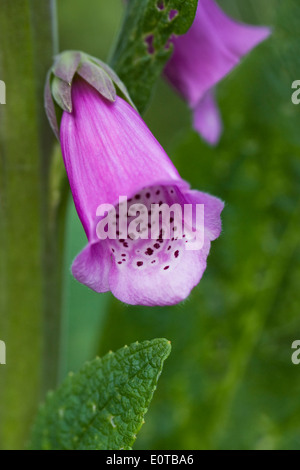 Digitalis purpurea.Close up of a foxglove flower. Stock Photo