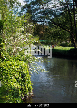 A quiet backwater of the River Test with housing along the flood plain near the centre of Romsey, Hampshire Stock Photo
